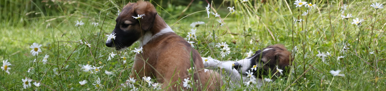 borzoi